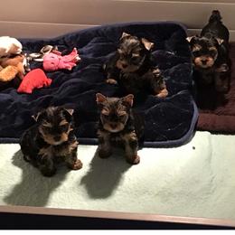 "Rosie and Yogi puppies" Yorkshire Terrier Puppies from J. Fortin Yorkies