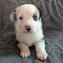 AKC Cardigan Boy 'Trek - Blue merle and white male Cardigan Welsh Corgi puppy in Tombstone, Arizona from WeVolution Off-Grid