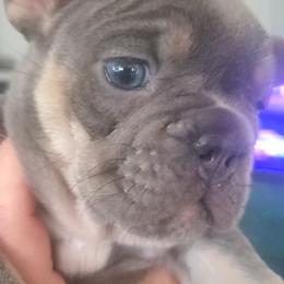 Sally - Tricolors female French Bulldog puppy in Stockton, Missouri from Willis Family Frenchies