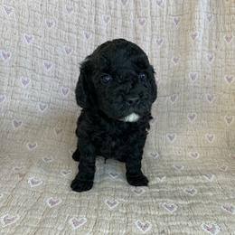 Wick - Black male Cockapoo puppy in Bedford, Iowa from Our Father’s Doodles