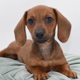 Magnolia AKC - Red female Dachshund puppy in Coweta, Oklahoma from Sunnyside Dachshunds