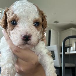 Piglet - Red male Cavapoo puppy in Liberty Hill, Texas from Cuddlebug Cavapoos of Austin