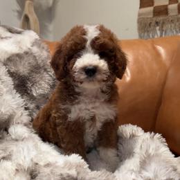 Bear - Red  male Goldendoodle puppy in Sacramento, California from Little legacy doodles