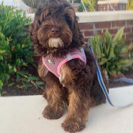 Cocoa - Australian Labradoodle