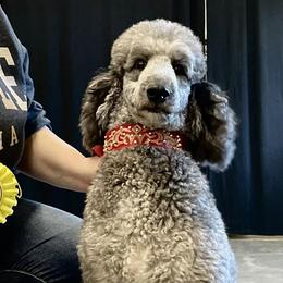 Collies and Poodles from Lazy Lotus Poodles & Collies
