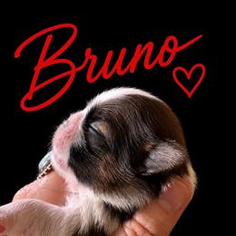 Bruno - Red and white male Shih Tzu puppy in Big Sandy, Texas from Heart and Soul Shih Tzu