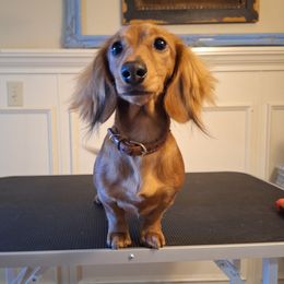 Honey - Dachshund