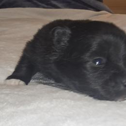 Pomsky Puppies from Pomskies of Vermont