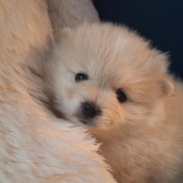Peyton - White male Pomeranian puppy in Tampa, St Petersburg, Florida from Diana's Pomeranians