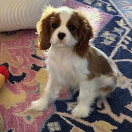 Cavalier King Charles Spaniel Puppies from Farmhouse Cavaliers NC
