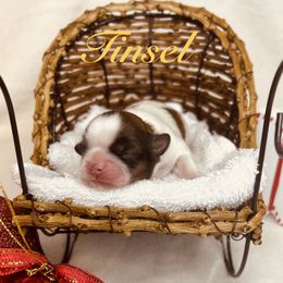 Tinsel - Sable and white male Shih Tzu puppy in Vernon, New Jersey from Calta’s Cute Shih Tzu