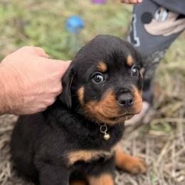 Bear - Black and mahogany male Rottweiler puppy in Tangent, Oregon from Raya's Royals