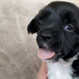 Christine McVie - Black and white Chinese Crested puppy in Temecula, California from SoCal Chinese Crested