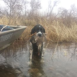 Maggie - English Springer Spaniel