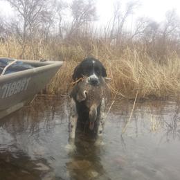 Maggie - English Springer Spaniel