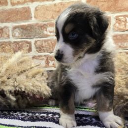 Woody - Black tri-color male Australian Shepherd puppy in Mehoopany, Pennsylvania from Crooked Creek Australian Shepherds