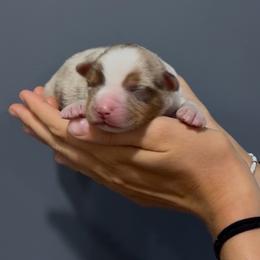 Cruz - Red merle male Miniature Australian Shepherd puppy in North Lakeport, California from Wild Rose Ranch