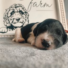 Goldendoodle Puppies from Lady Doodle Farm