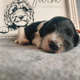 Goldendoodle Puppies from Lady Doodle Farm