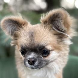 Brooklyn - Chihuahua