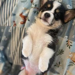 Pembroke Welsh Corgi Puppies from The Grooming Barn LLC/ Wet Dog Ranch