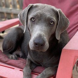 Indy - Labrador Retriever