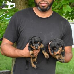 Rottweiler Puppies from Von Schwarze Karte Rottweilers