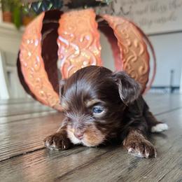 Choc 2 - Chocolate, tan and white male Yorkshire Terrier puppy in Sterling, Colorado from Yorkies