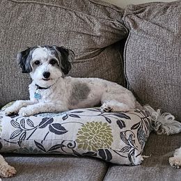 Magnum - Maltipoo