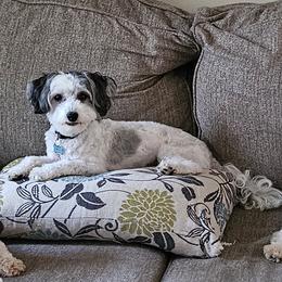 Magnum - Maltipoo