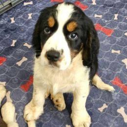 Lt. Blue paw collar - Black white and tan male English Springer Spaniel puppy in Anderson, South Carolina from Hembree Creek Springers