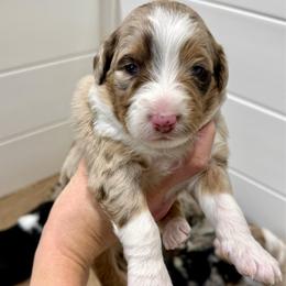 Ello - Brown merle female Aussiedoodle puppy in Heber City, Utah from Junipersdoodles
