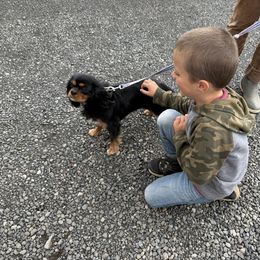 Cavalier King Charles Spaniel and Golden Retriever All Grown Up from Green Acres Nextgen