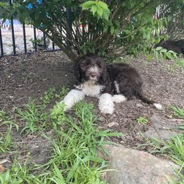 Portuguese Water Dog Puppies from Blue Run PWD