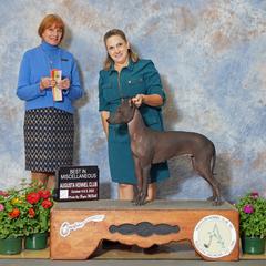 "Calypso’s Castaway -Best in Misc ." Peruvian Inca Orchid All Grown Up from Calypso Kennel