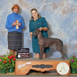 "Calypso’s Castaway -Best in Misc ." Peruvian Inca Orchid All Grown Up from Calypso Kennel