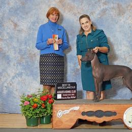 "Calypso’s Castaway -Best in Misc ." Peruvian Inca Orchid All Grown Up from Calypso Kennel