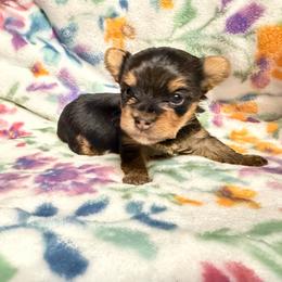 Girl 3 - Black and gold female Yorkshire Terrier puppy in Pomona, California from Cristian's Yorkshire Terriers