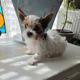 Girl 5 - Parti female Yorkshire Terrier puppy in Ft Worth, Texas from Susan''s Parti Yorkies