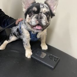 French Bulldog Puppies from St Louis Frenchies