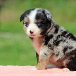 Twister - Blue merle female Miniature Australian Shepherd puppy in Quapaw, Oklahoma from Rocky Hill Aussies