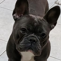 French Bulldog and Shih Tzu All Grown Up from Lynne's Frenchie Tzu