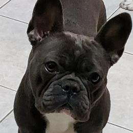 French Bulldog and Shih Tzu All Grown Up from Lynne's Frenchie Tzu