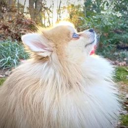 Merle - Pomeranian