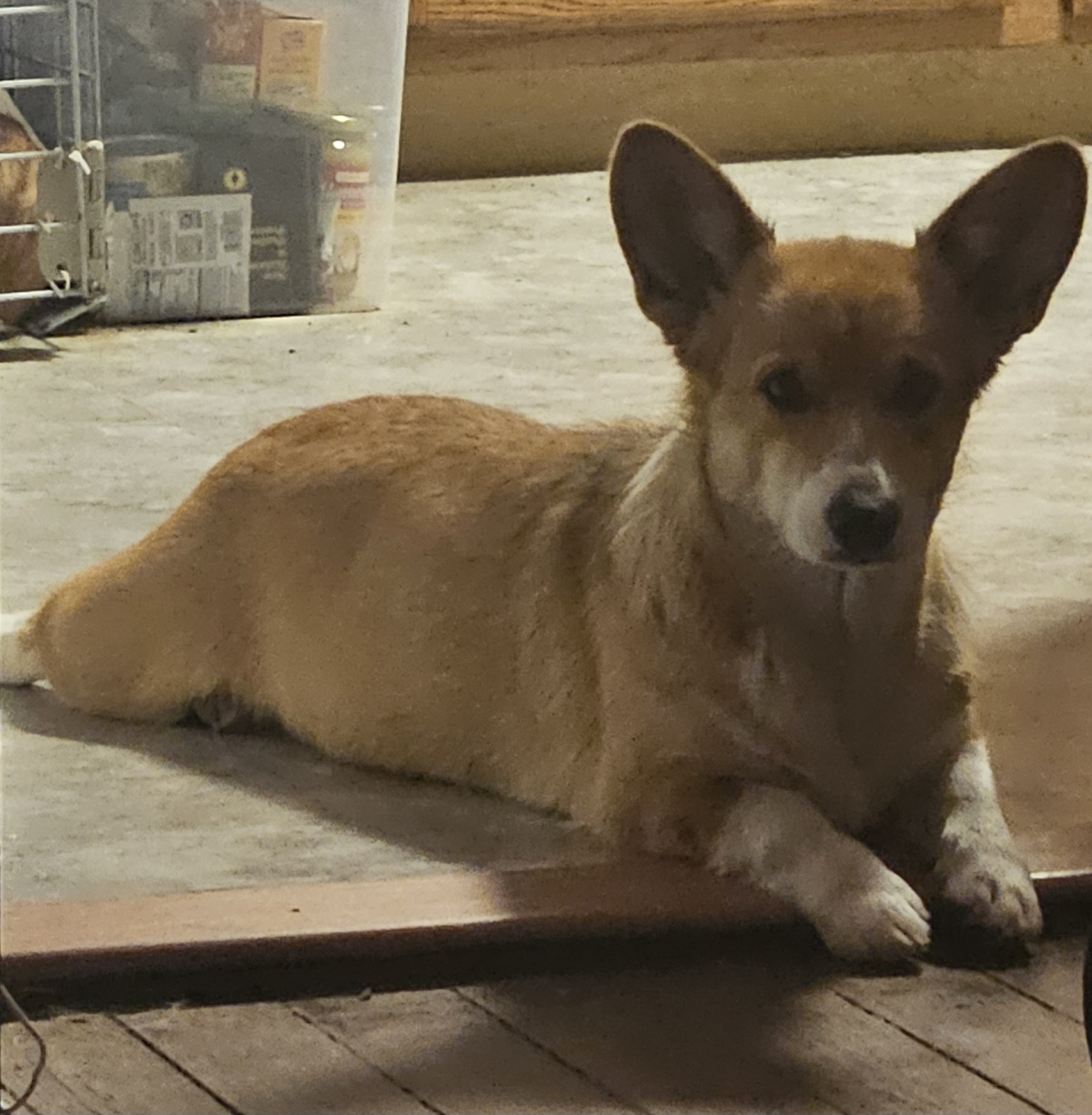 Aroura - Cardigan Welsh Corgi