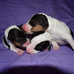 Wire Fox Terrier puppies from Shady Oaks WFT