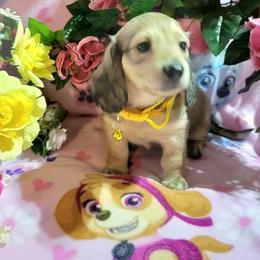 Dachshund Puppies from CLARK'S BREEDING PROGRAM