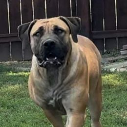 Conga - Boerboel