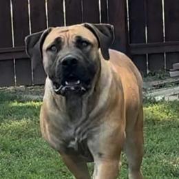 Conga - Boerboel