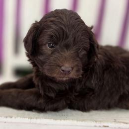Marshmallow - Chocolate male Goldendoodle puppy in Decatur, Tennessee from Diamond's Doodles